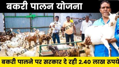 Bihar Goat Farming Loan 2023